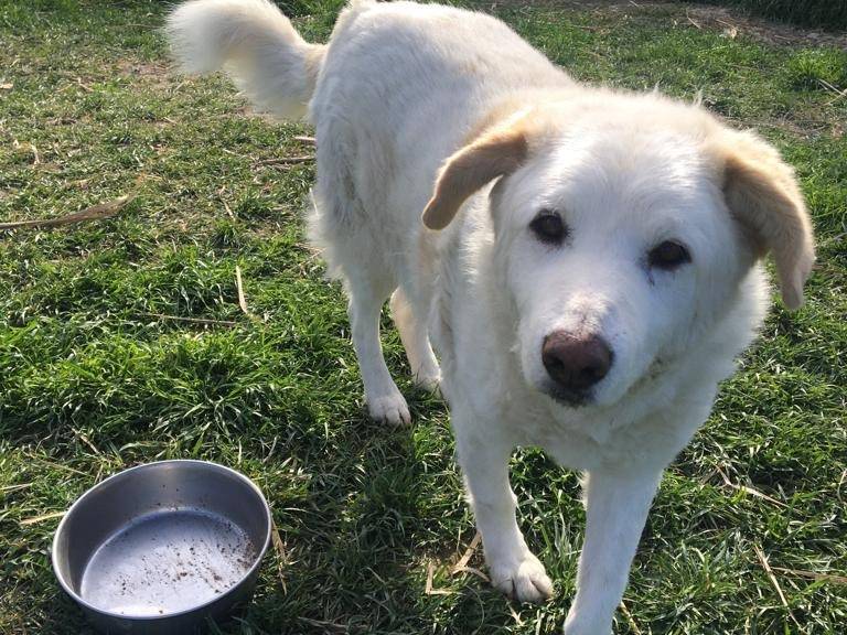 Adotta il cane Cotone a Rimini