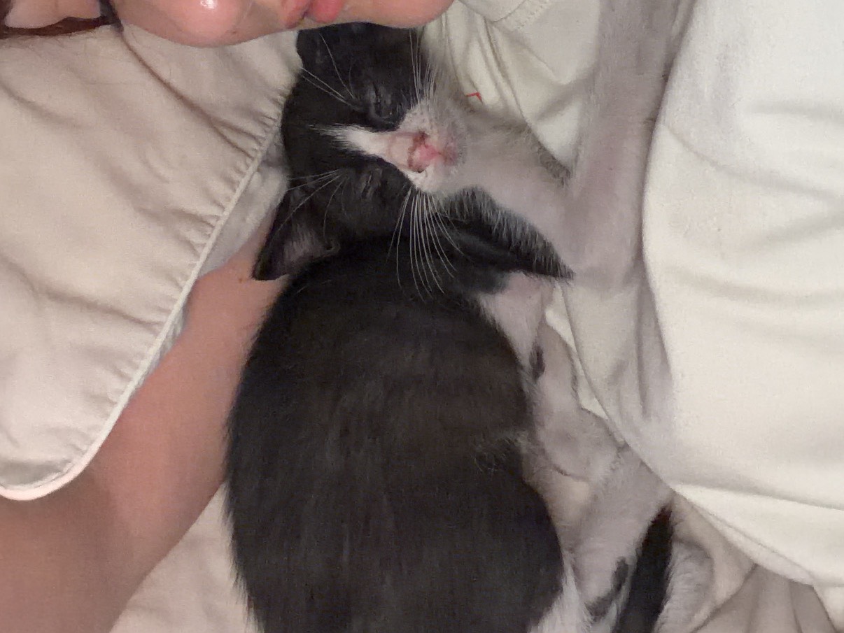 Adotta un gatto, taglia non valida, maschio, Napoli