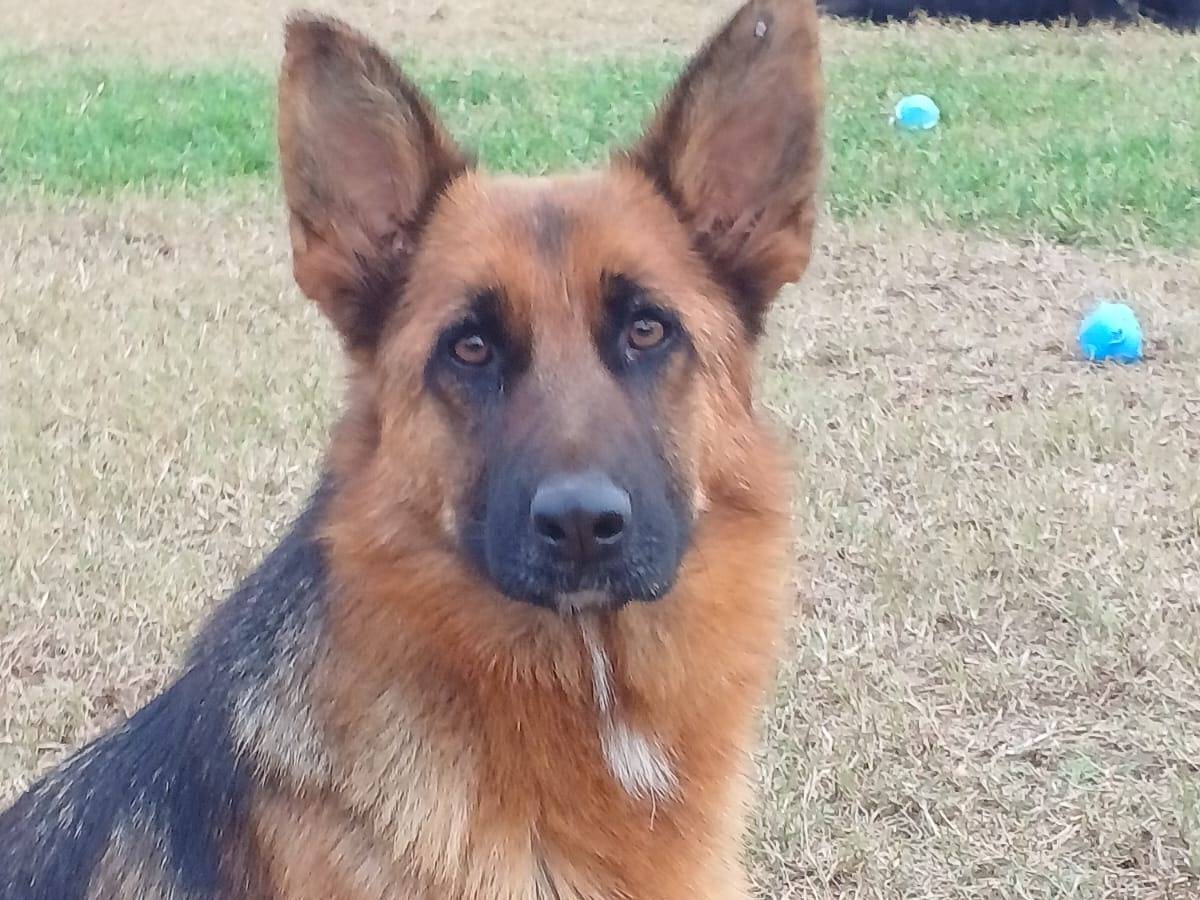 Adotta un cane, femmina, 4 anni e 7 mesi, Mantova