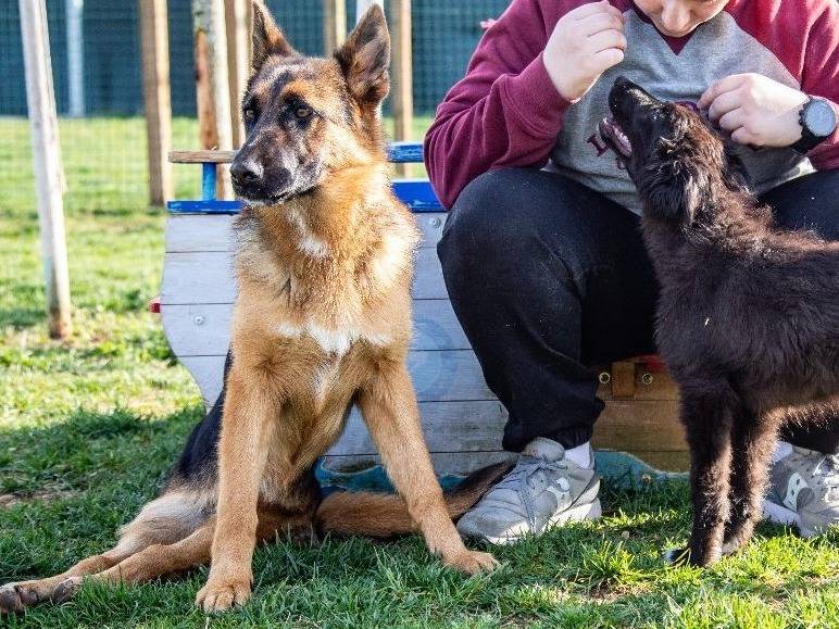 Vuoi adottare un cane a Mantova?
