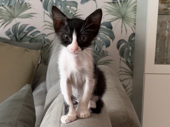Vuoi adottare un gatto a Napoli?