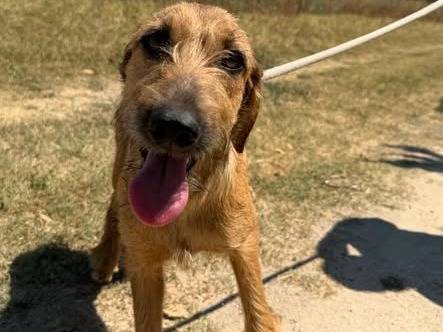 Adozione cane, femmina, Segugio Razza sconosciuta, 8 mesi, taglia media, Matera
