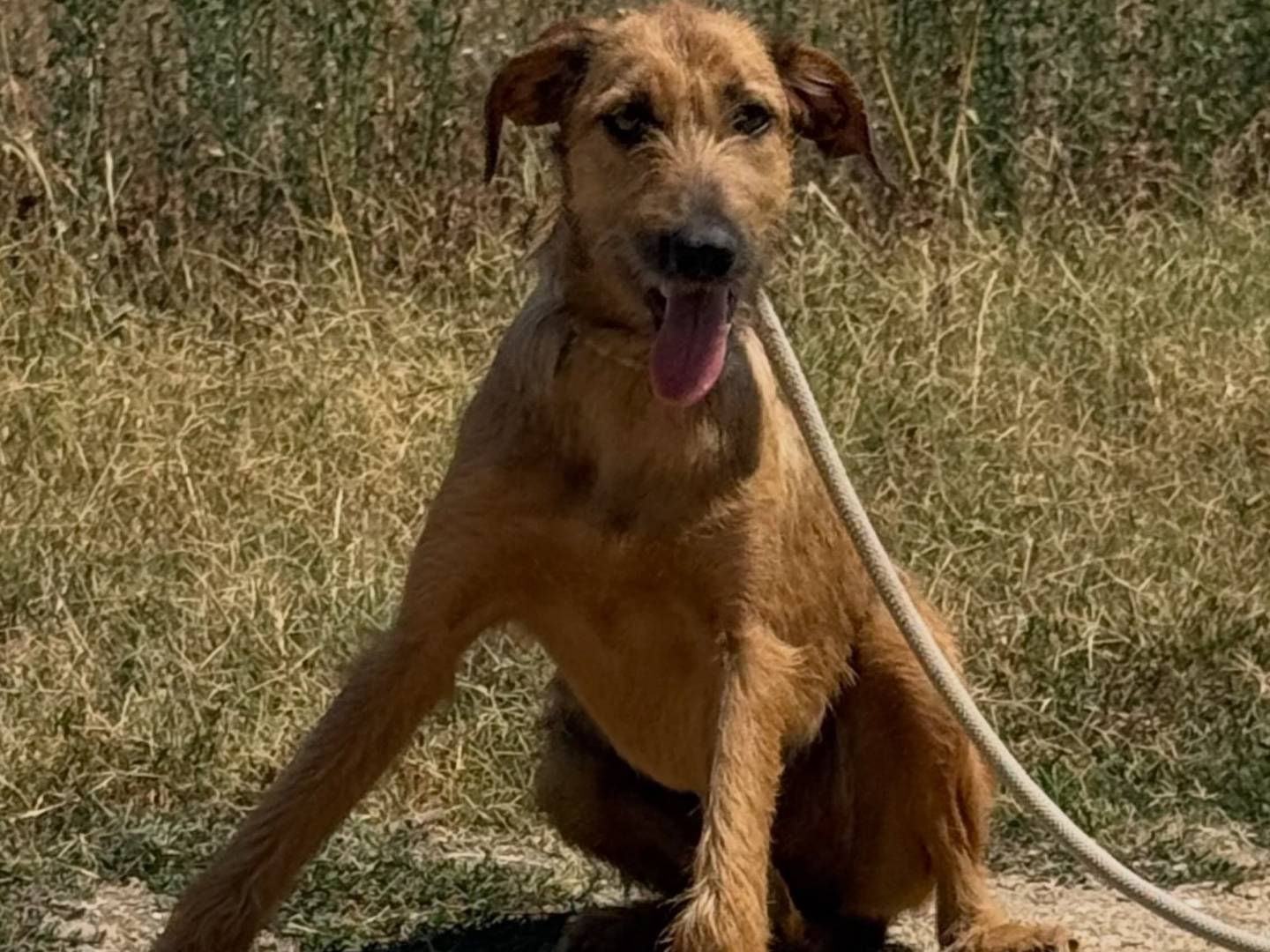 Adotta un cane, femmina, 8 mesi, Matera