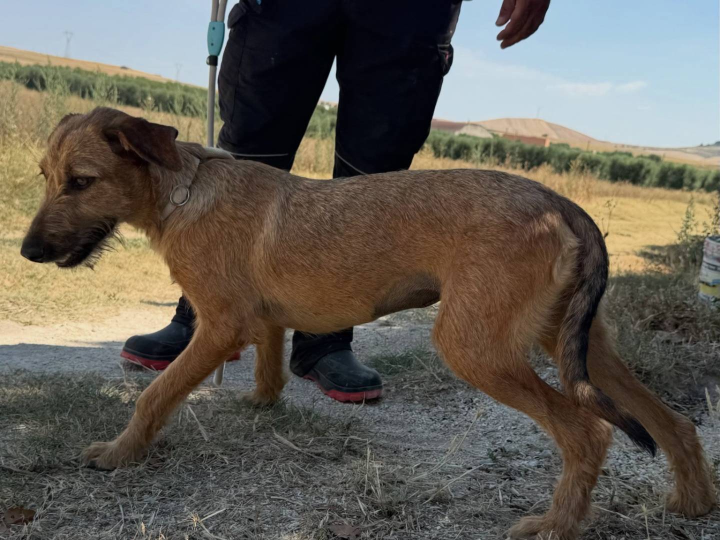 Adotta un cane, taglia media, femmina, Matera