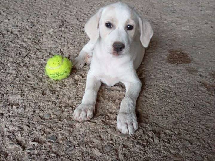 Adozione cane, femmina, Razza sconosciuta Razza sconosciuta, 3 mesi, taglia media, Avellino