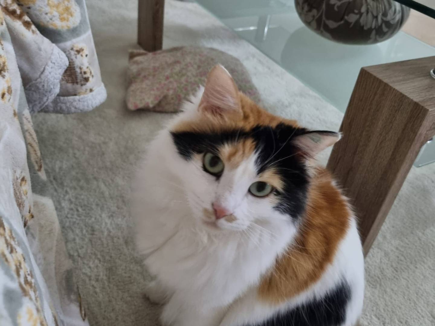 Adozione gatto, femmina, Razza sconosciuta Razza sconosciuta, 3 anni e 7 mesi, taglia non valida, Avellino
