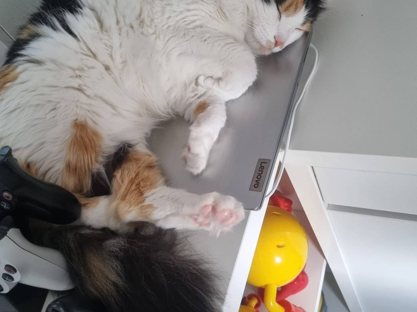 Adotta un gatto, femmina, 3 anni e 7 mesi, Avellino