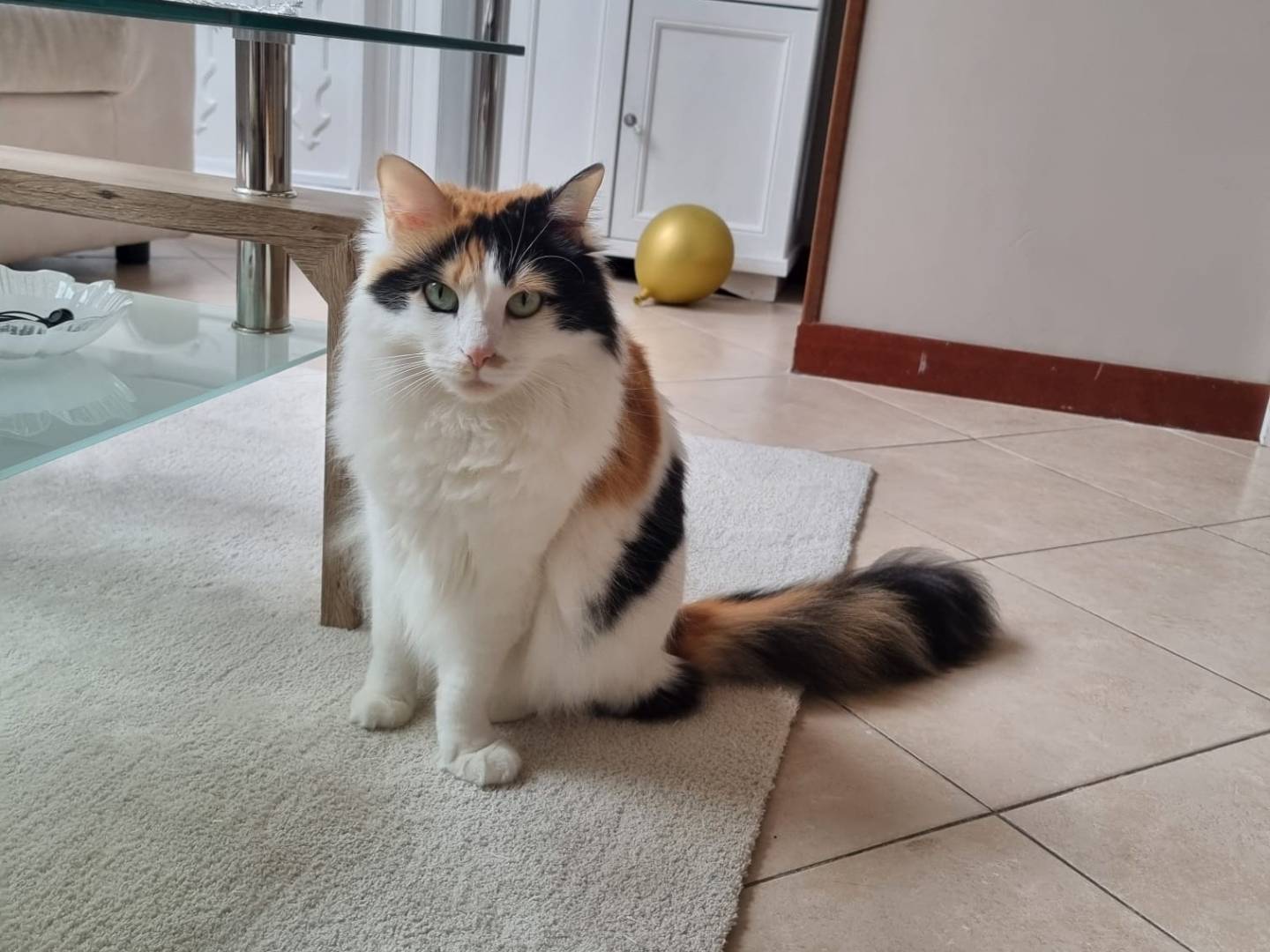 Adotta un gatto, taglia non valida, femmina, Avellino