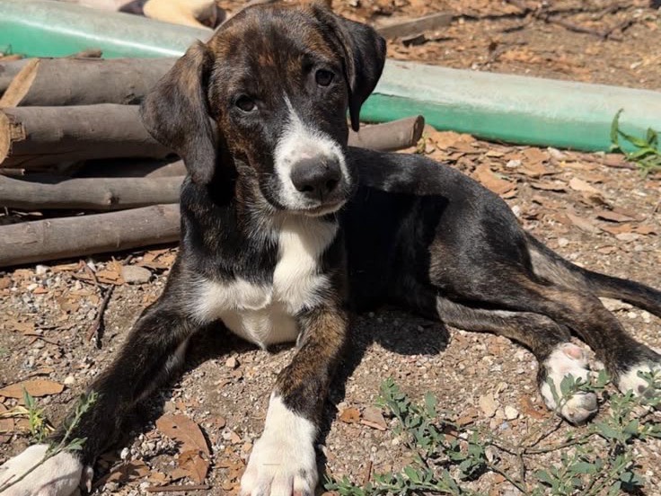 Adozione cane, femmina, Razza sconosciuta Razza sconosciuta, 3 mesi, taglia media, Frosinone