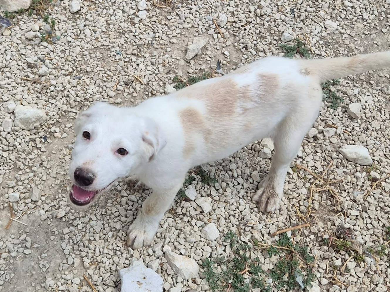 Adozione cane, maschio, Razza sconosciuta Razza sconosciuta, 3 mesi, taglia media, Ragusa