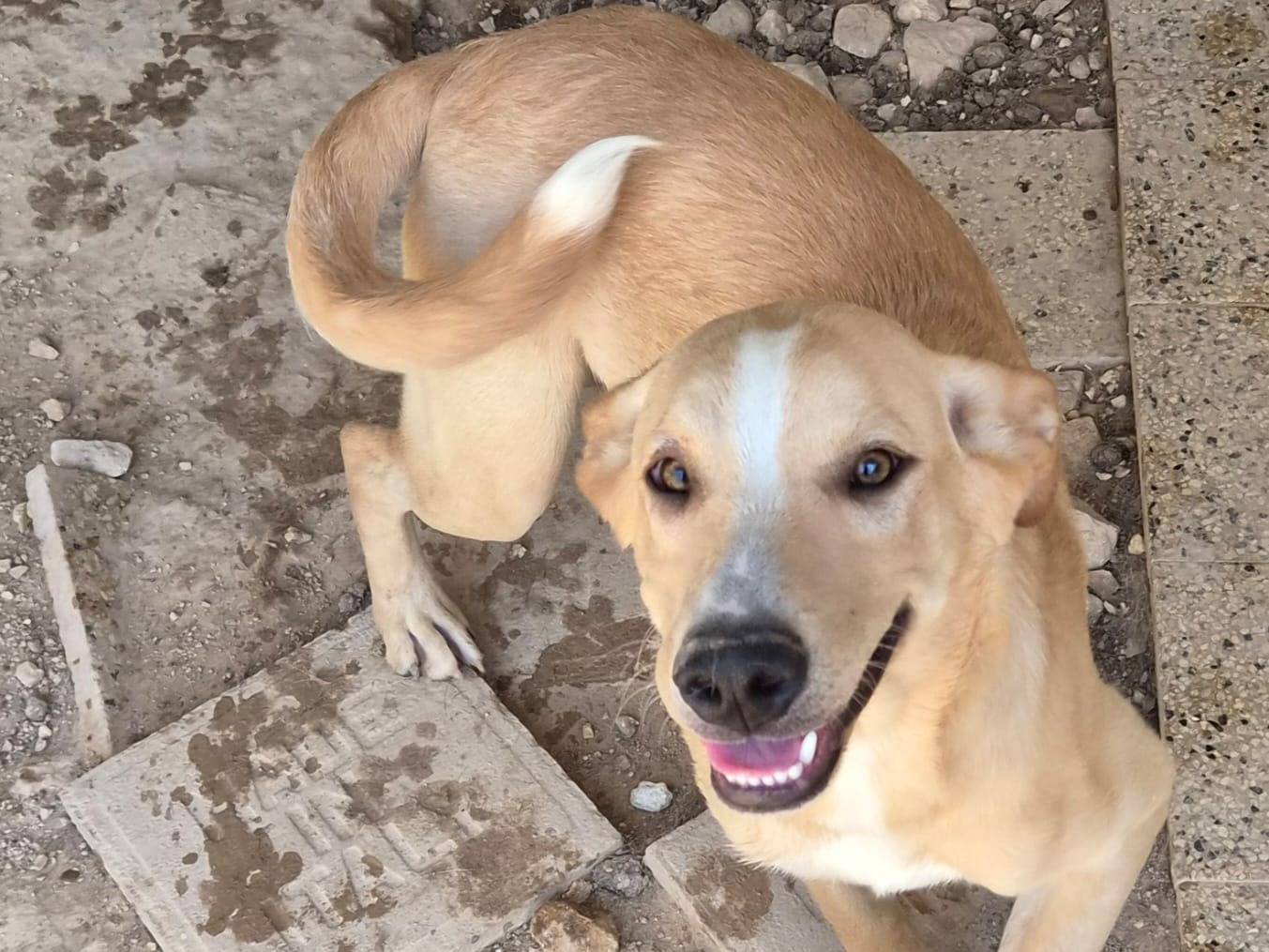 Adotta un cane, maschio, 5 mesi, Ragusa