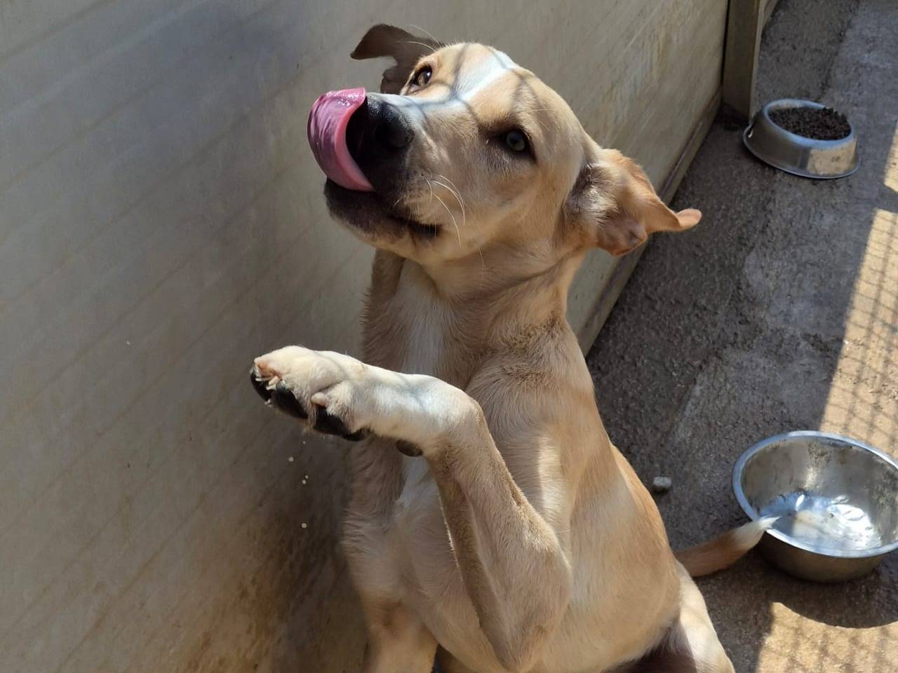 Adozione cane, maschio, Razza sconosciuta Razza sconosciuta, 5 mesi, taglia media, Ragusa