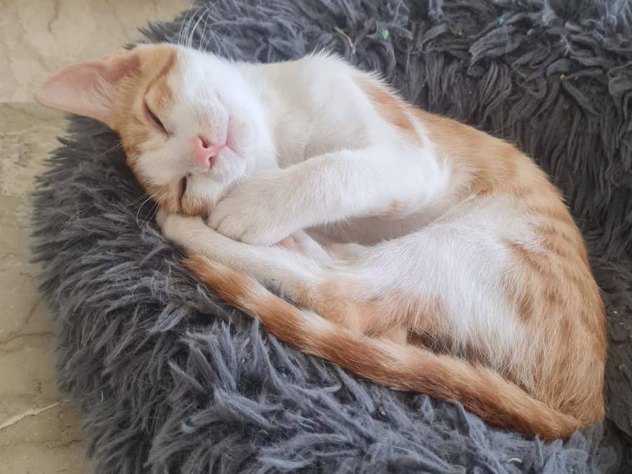 Vuoi adottare un gatto a Napoli?
