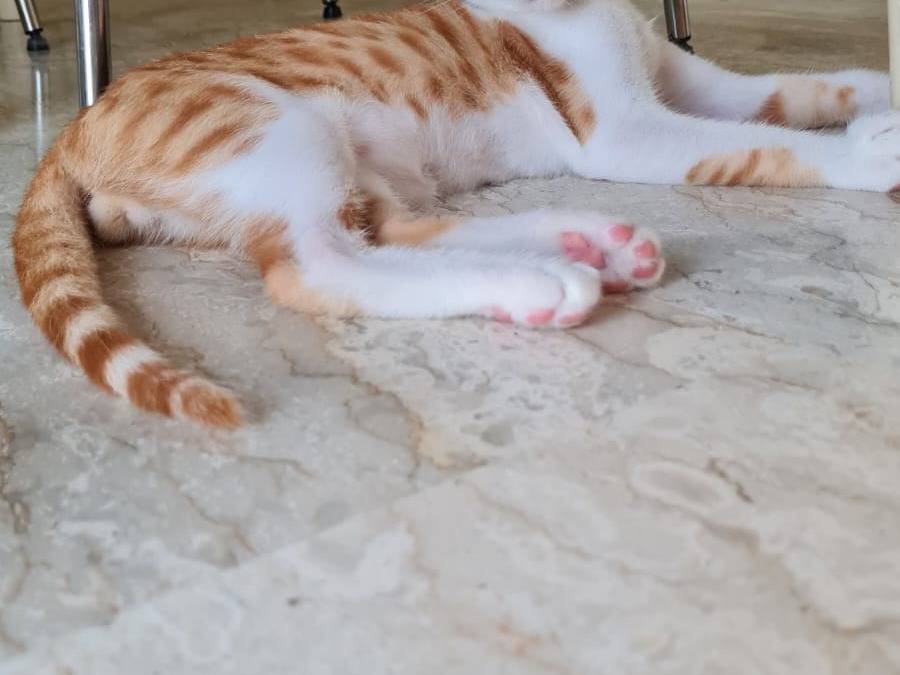 Adotta il gatto Simon a Napoli