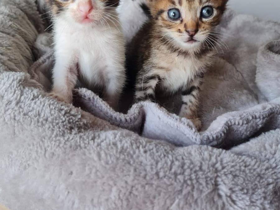 Adotta un gatto, maschio, 1 settimana, Napoli