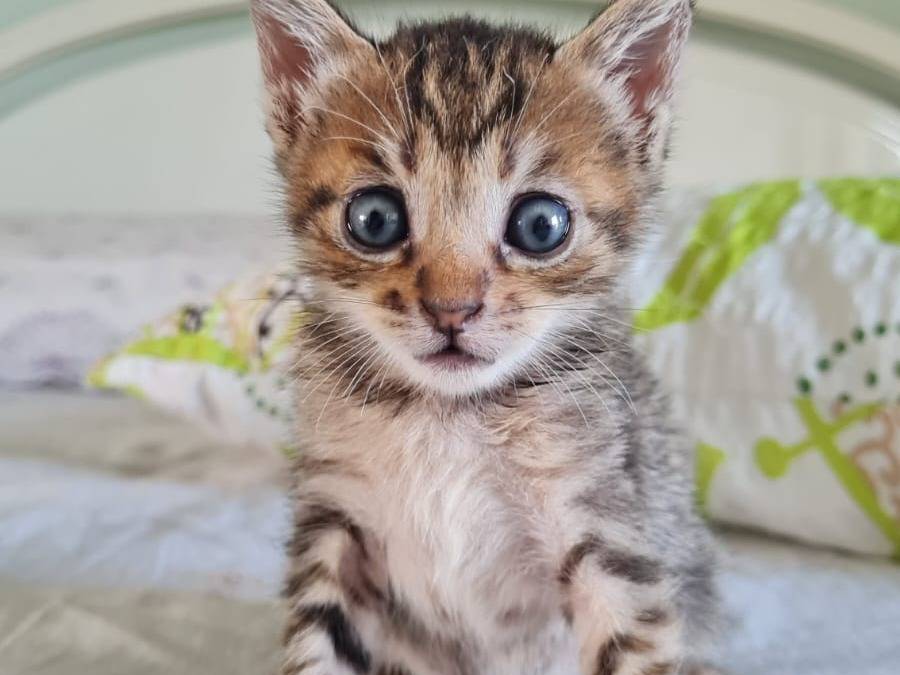 Adotta il gatto Delia Dylan a Napoli