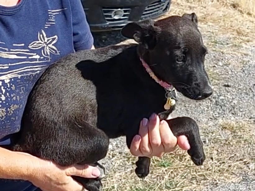 Adotta un cane, taglia media contenuta, femmina, Savona