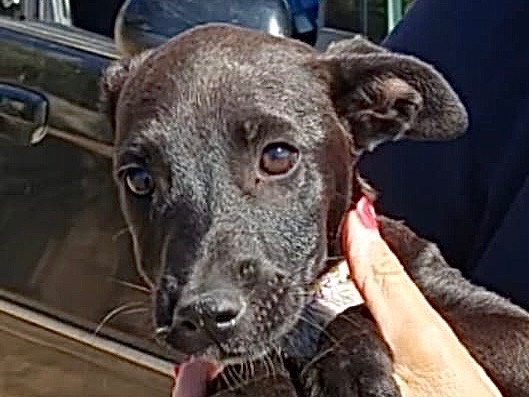 Vuoi adottare un cane a Savona?