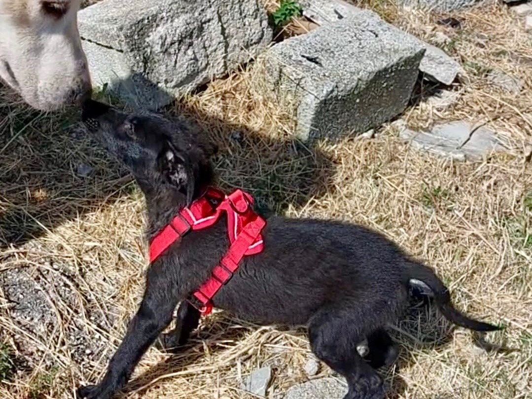 Foto 2 dell'animale