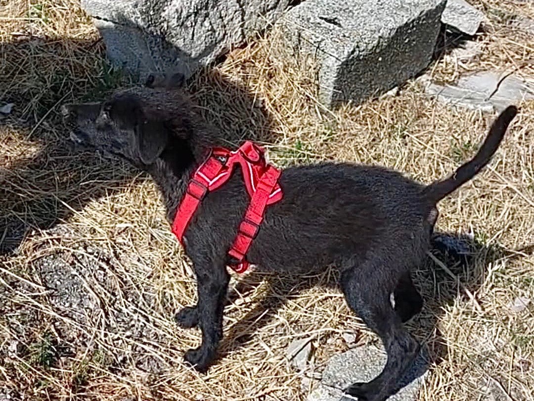 Vuoi adottare un cane a Savona?