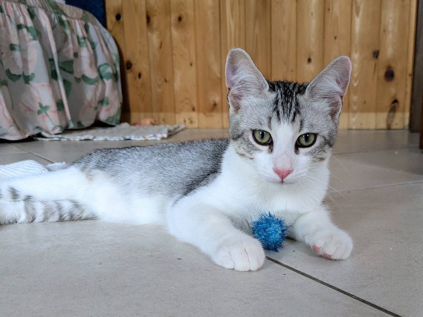 Adotta un gatto, taglia non valida, maschio, Bergamo