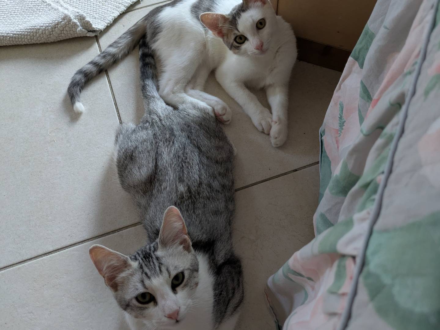 Adotta il gatto Piko e Bok a Bergamo