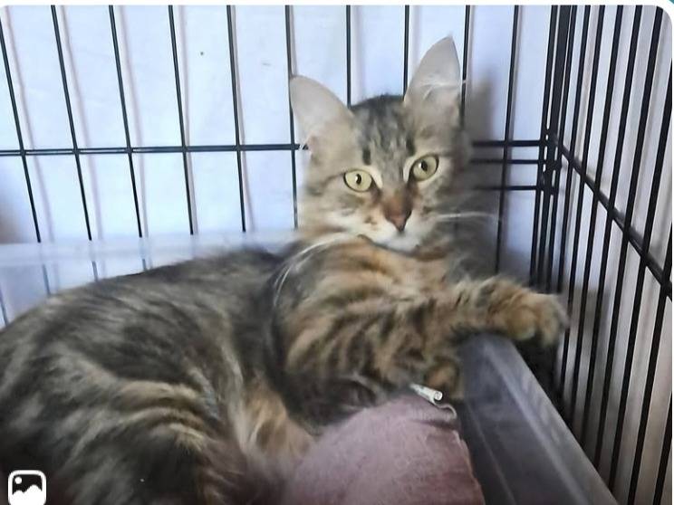 Adozione gatto, femmina, Razza sconosciuta Razza sconosciuta, 1 anno e 5 mesi, taglia non valida, Roma