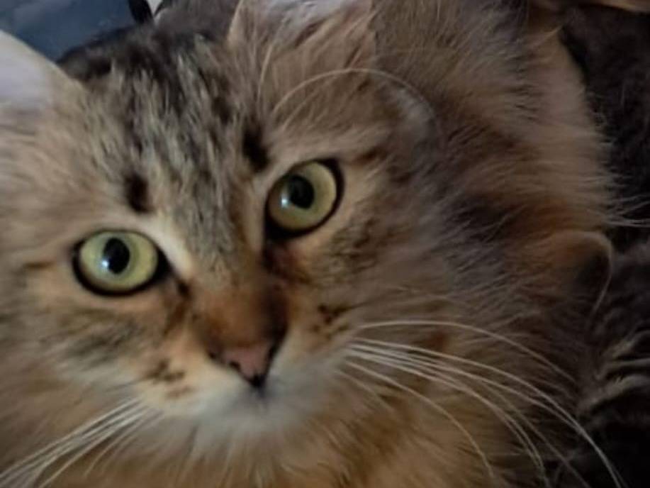 Adotta un gatto, femmina, 1 anno e 5 mesi, Roma
