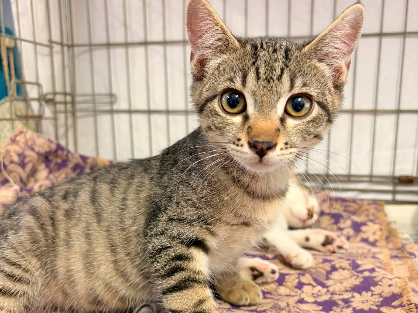 Adozione gatto, maschio, Razza sconosciuta Razza sconosciuta, 3 mesi, taglia non valida, Asti