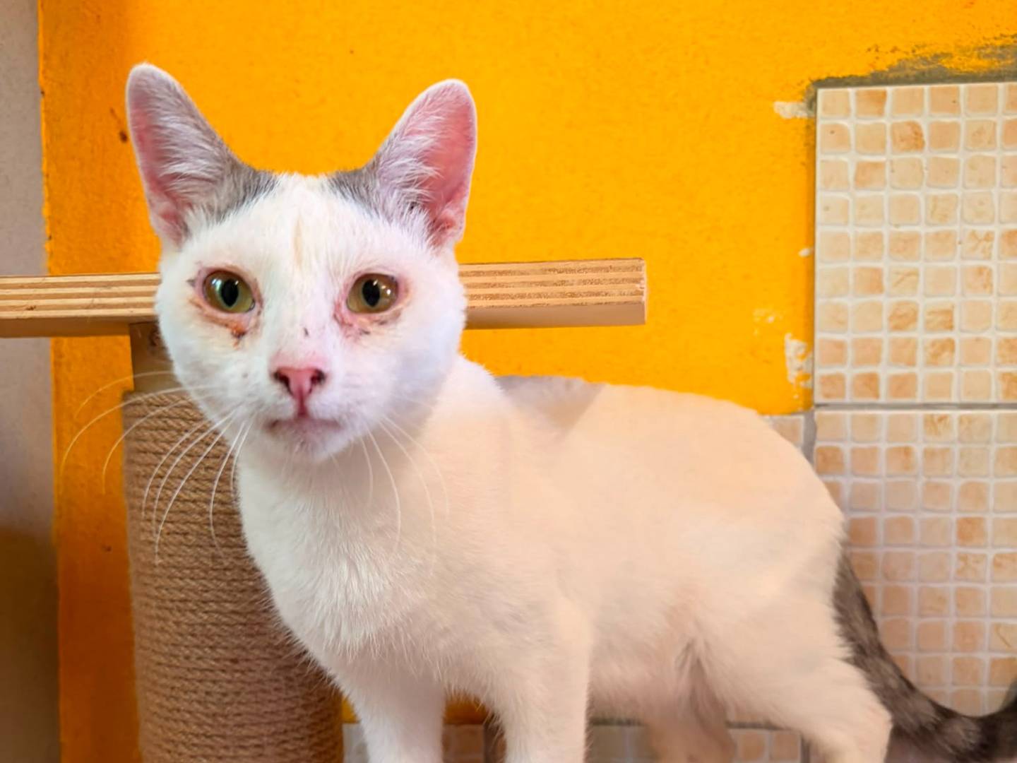 Adotta un gatto, maschio, 1 anno e 2 mesi, Asti
