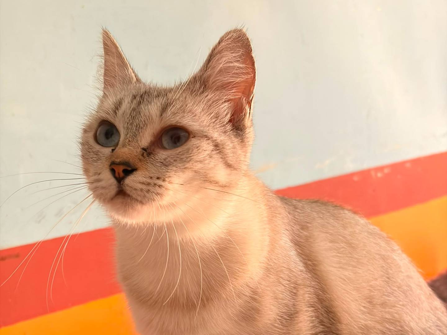 Adozione gatto, femmina, Razza sconosciuta Razza sconosciuta, 2 anni e 3 mesi, taglia non valida, Asti