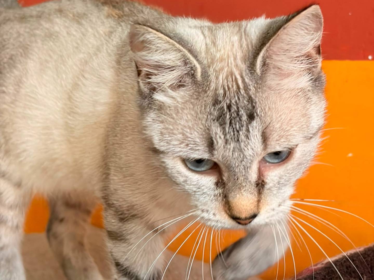 Adotta un gatto, femmina, 2 anni e 3 mesi, Asti