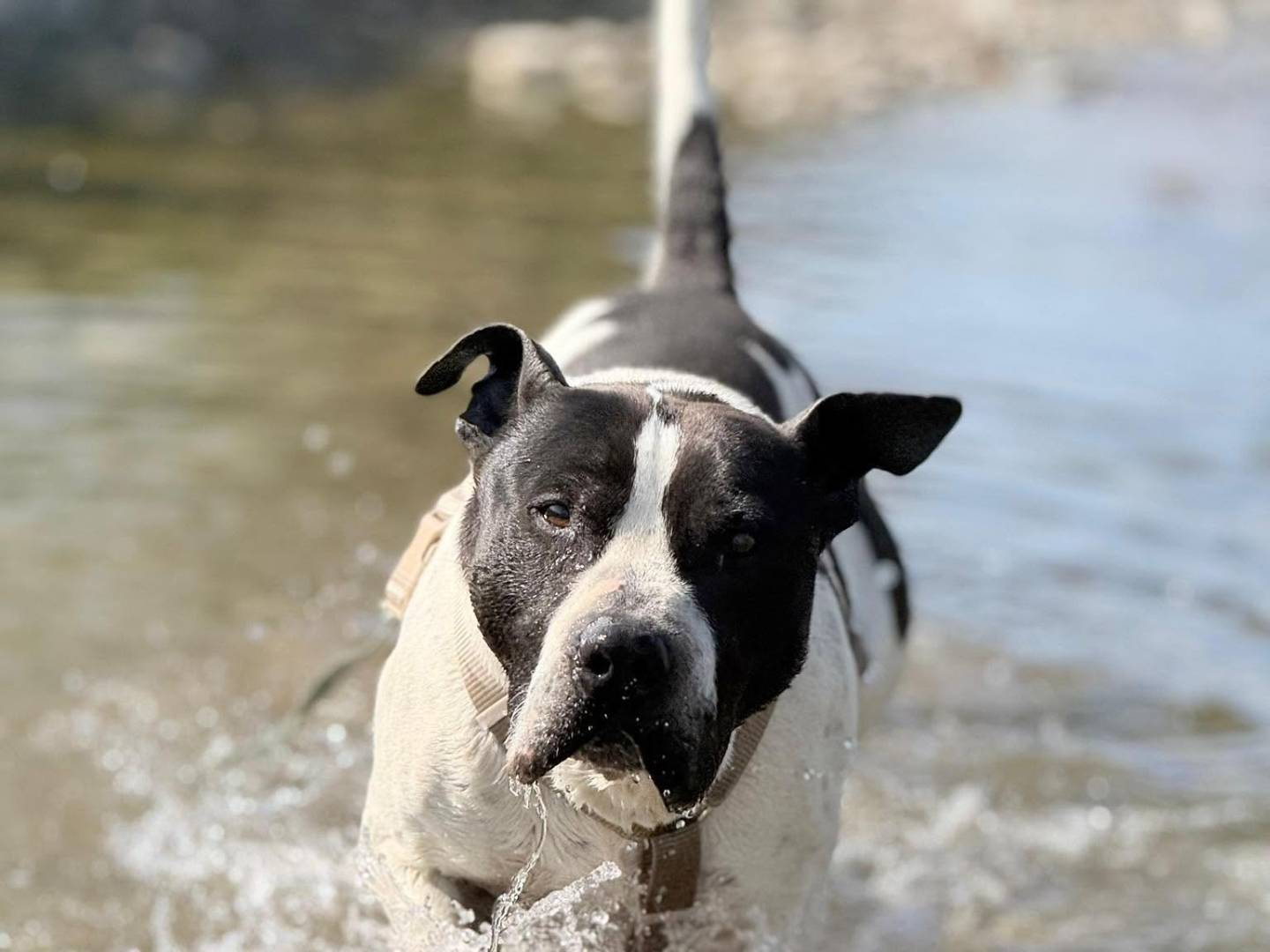 Adozione cane, maschio, Razza sconosciuta Razza sconosciuta, 7 anni e 9 mesi, taglia grande, Bergamo