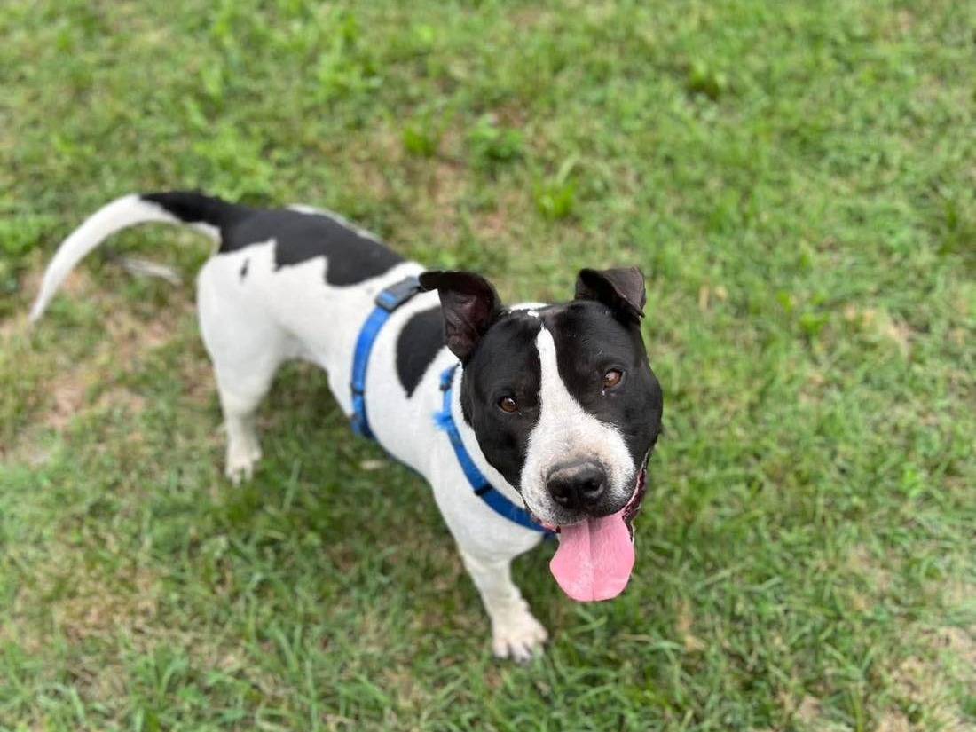 Adotta un cane, taglia grande, maschio, Bergamo