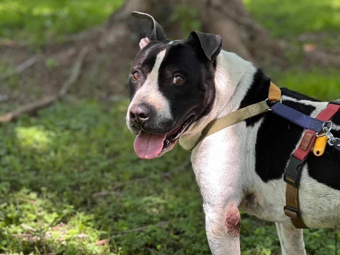 Vuoi adottare un cane a Bergamo?