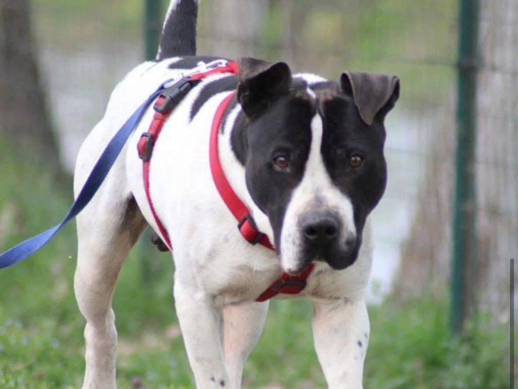 Adotta il cane Teddy a Bergamo