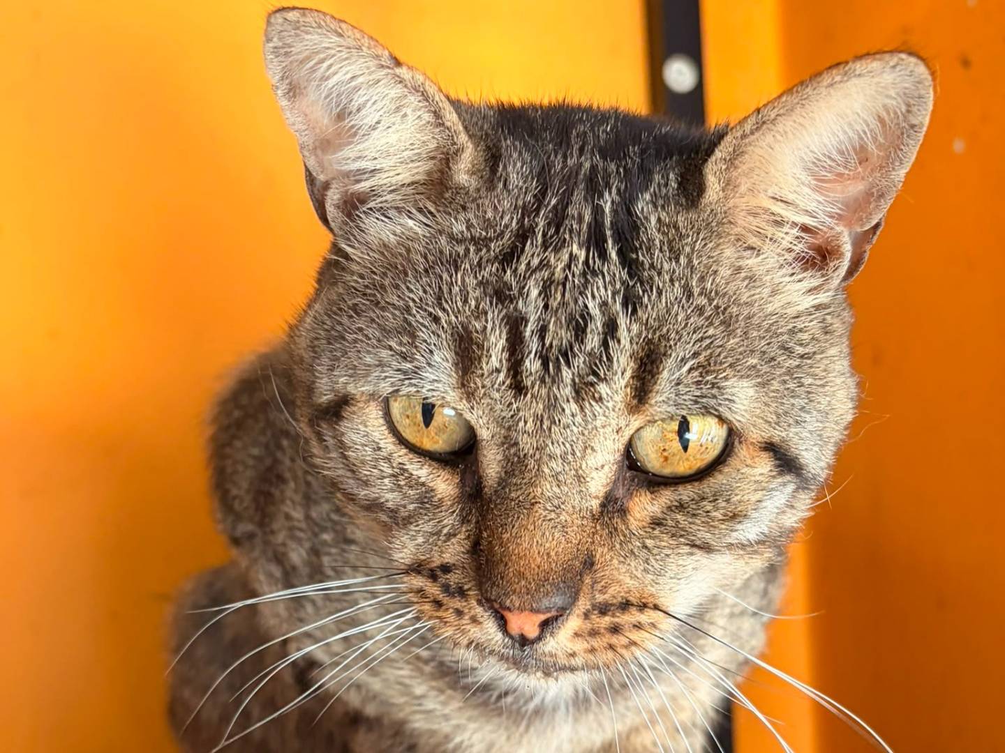 Adozione gatto, maschio, Razza sconosciuta Razza sconosciuta, 7 anni e 2 mesi, taglia non valida, Asti