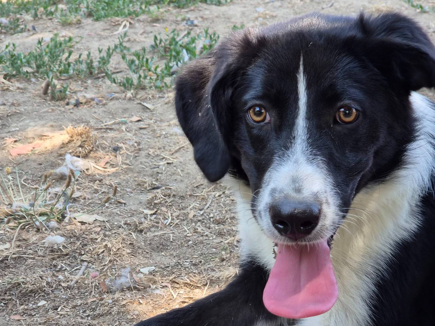 Vuoi adottare un cane a Roma?