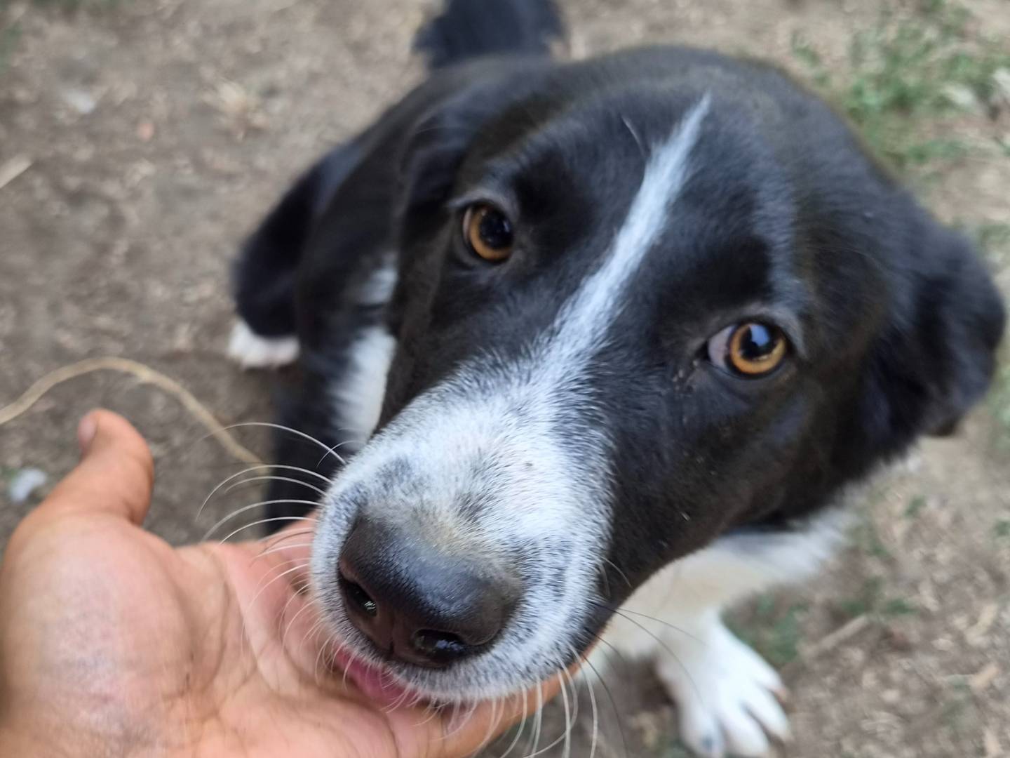 Adotta il cane Cowgirl a Roma