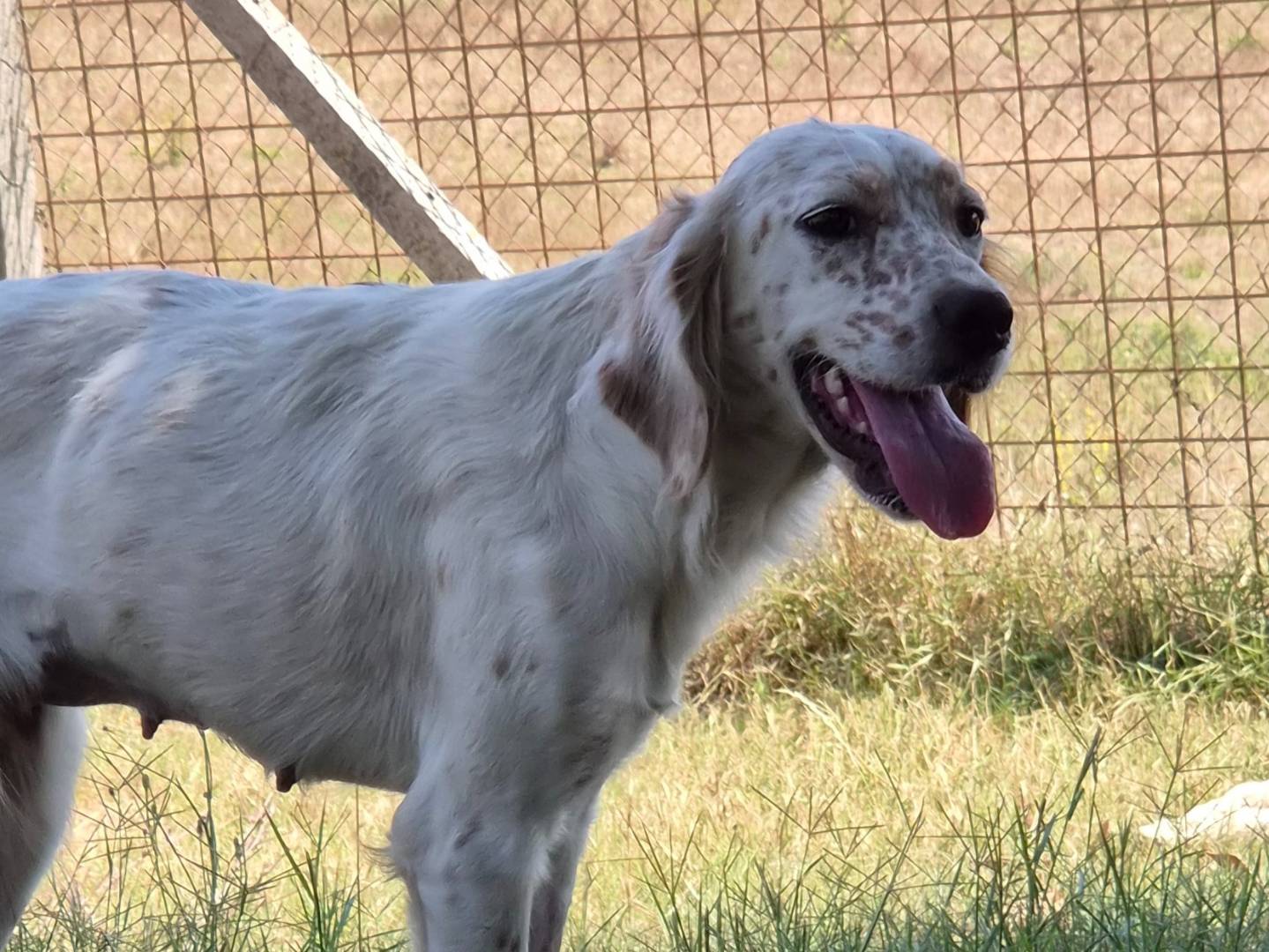 Adotta un cane, taglia media contenuta, femmina, Roma