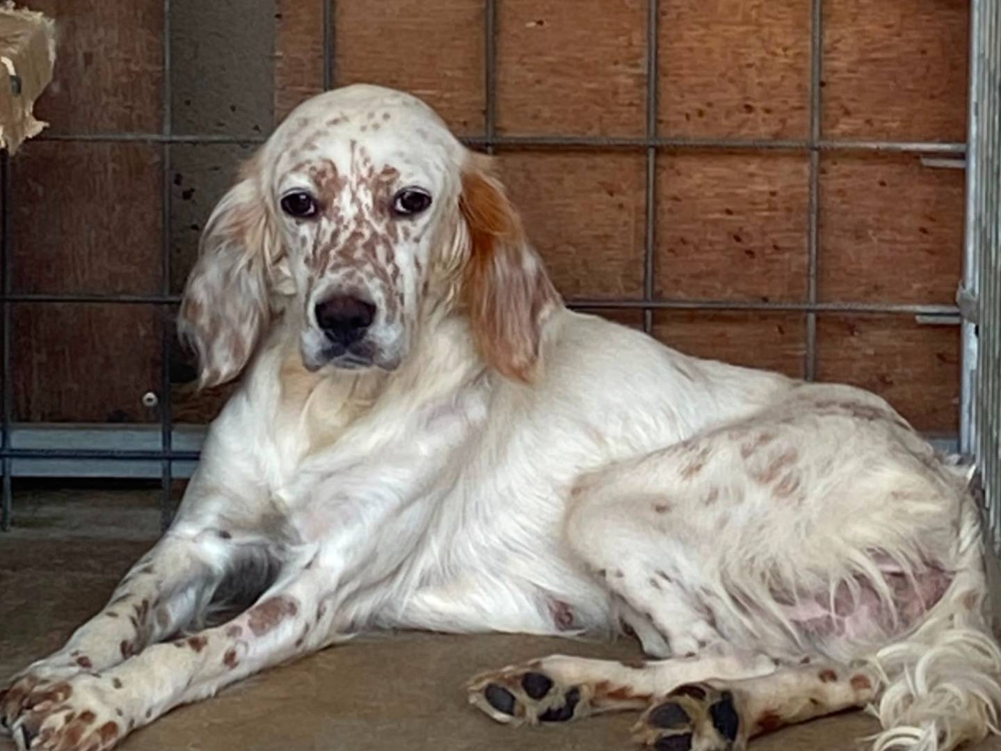 Vuoi adottare un cane a Roma?