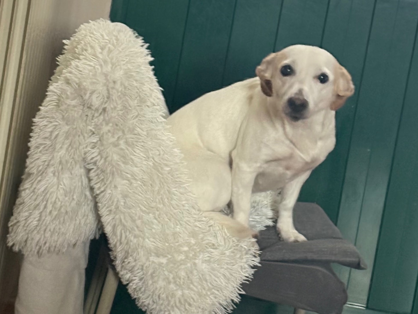 Vuoi adottare un cane a Pisa?