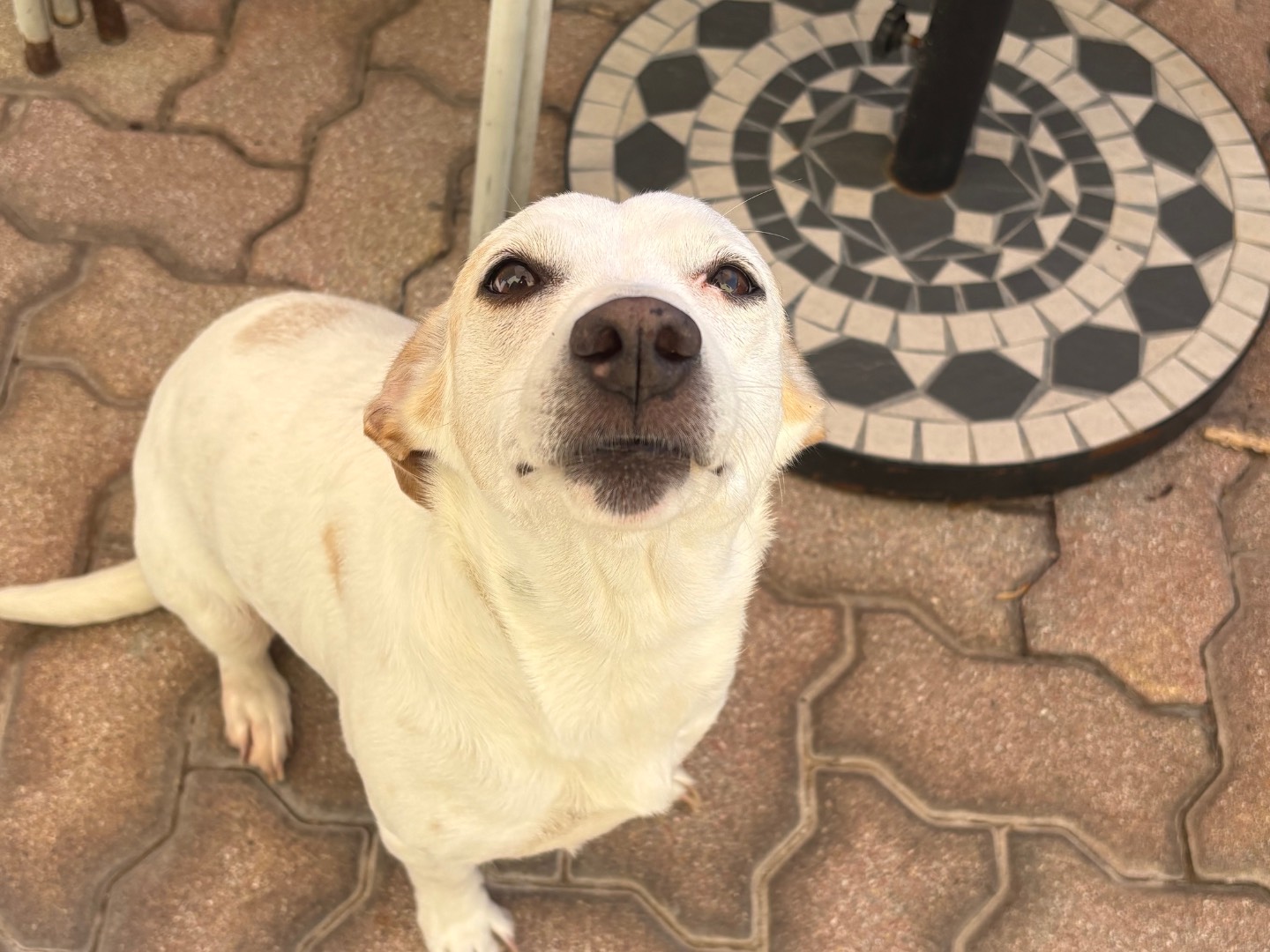 Adotta il cane Milly a Pisa