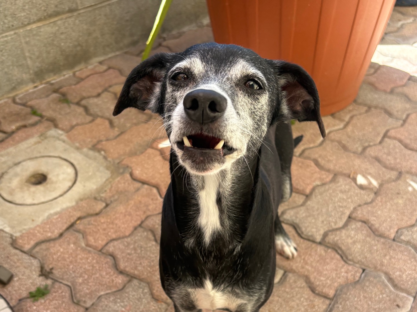 Adotta il cane Ceci  a Pisa