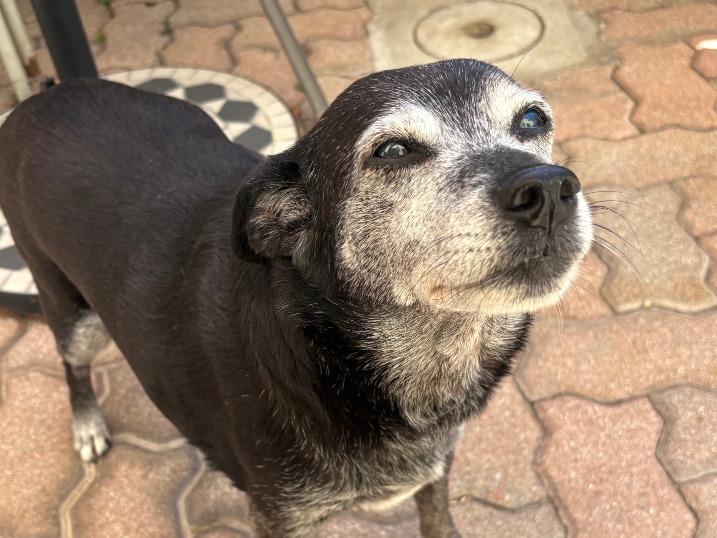 Adotta un cane, taglia media contenuta, femmina, Pisa