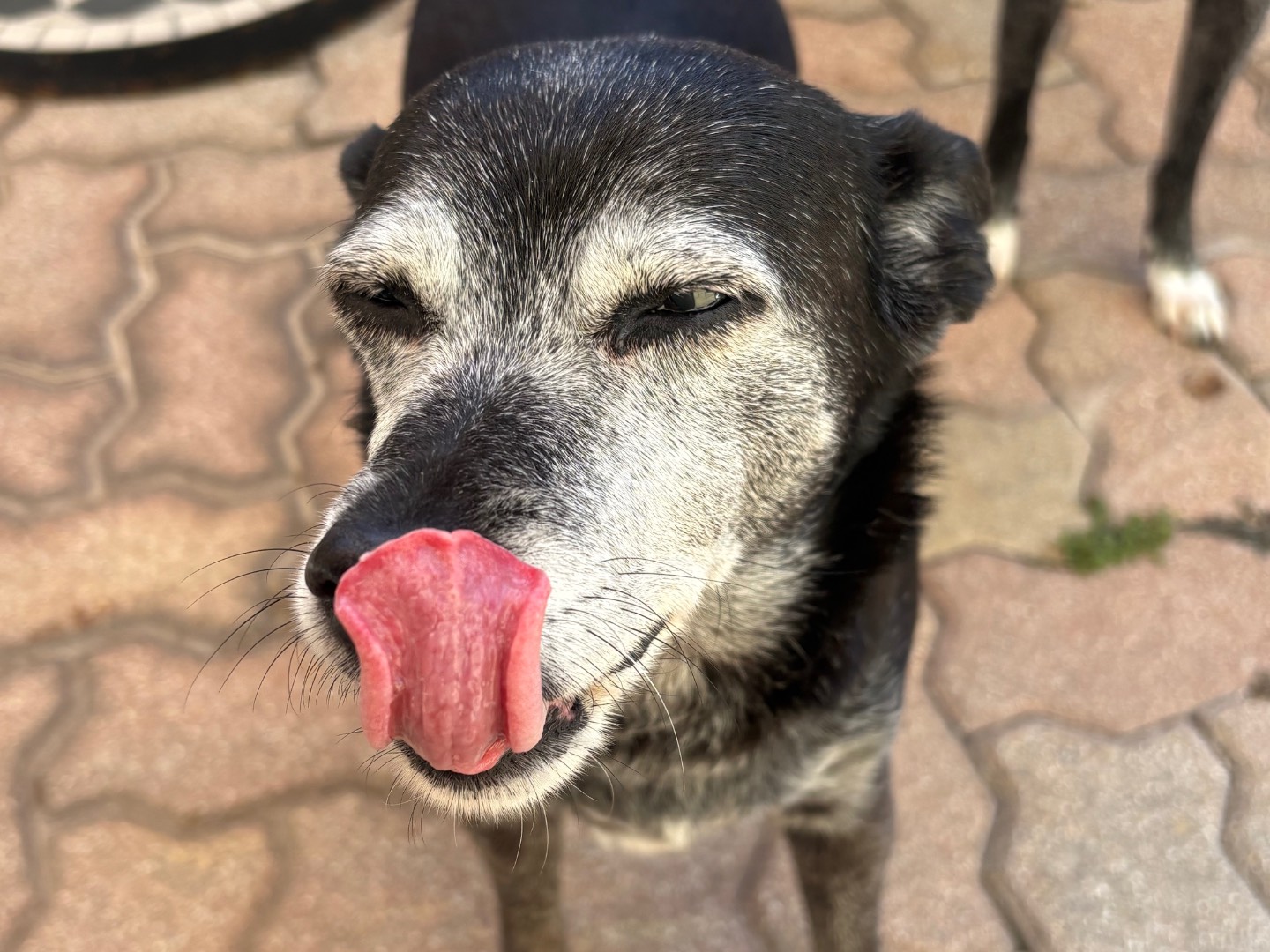 Vuoi adottare un cane a Pisa?