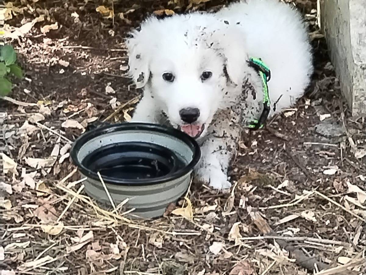 Adotta un cane, maschio, 2 mesi, Enna