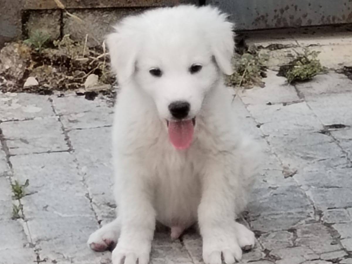 Adotta un cane, taglia grande, maschio, Enna