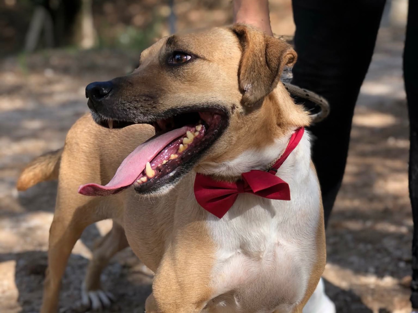 Vuoi adottare un cane a Latina?