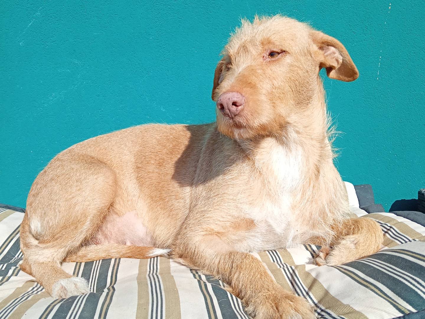 Vuoi adottare un cane a Reggio?